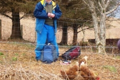 chicken-for-lunch