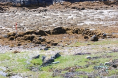 shoreline