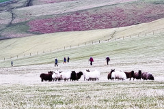 Oh look girls a  flock of archaeologists, Halterburn